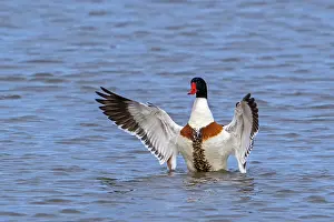 Duck Prints: Common shelduck (Tadorna tadorna) male in breeding plumage flapping wings while swimming in lake