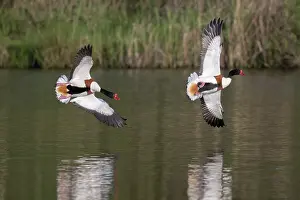 Duck Prints: Two Common shelducks (Tadorna tadorna) in flight