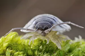 Images Dated 18th February 2010: Common / Shiny woodlouse (Oniscus asellus) on moss, Berwickshire, Scotland, February