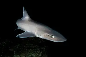 Houndshark Prints: Common smooth-hound (Mustelus mustelus) female