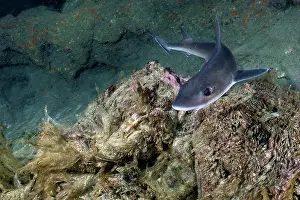 Environmental Issues Prints: Common smooth-hound (Mustelus mustelus) swimming over rubbish (plastics and pieces of ropes) on the seabed