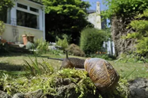 Images Dated 28th April 2011: Common snail (Helix aspersa) crawling over mossy wall in a garden with house in the background