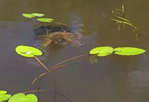 Chelydra Prints: Common snapping turtle (Chelydra serpentina) swimming in pond
