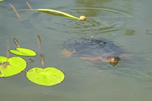 Chelydra Prints: Common snapping turtle (Chelydra serpentina) swimming in pond