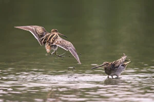 Reproduction Collection: Common Snipe (Gallinago gallinago) autumn courtship display, Germany, August