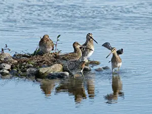 Sandpiper Prints: Common snipe (Gallinago gallinago)