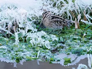 Cold Weather Prints: Common snipe (Gallinago gallinago) feeding in frost-covered Watercress (Nasturtium officinale) bed in winter