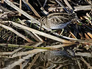 Somerset Prints: Common snipe (Gallinago gallinago) foraging among reeds on partially flooded marshland