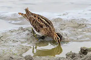 Netherlands Prints: Common snipe (Gallinago gallinago) foraging in shallow water on mudflat along the North Sea coast in summer