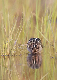 Images Dated 24th July 2013: Common snipe (Gallinago gallinago) foraging in water, Uto, Finland July