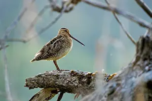 Sandpiper Prints: Common snipe (Gallinago gallinago) perched on branch, Upper Bavaria, Germany. June