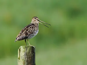 Fantail Snipe Prints: Common snipe (Gallinago gallinago) perched on fence post calling