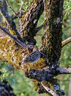 Sandpiper Prints: Common snipe (Gallinago gallinago) perched in tree, Upper Bavaria, Germany. May