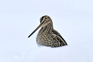 Common snipe (Gallinago gallinago) in snow, Wales, UK, March. Crop of 01392269