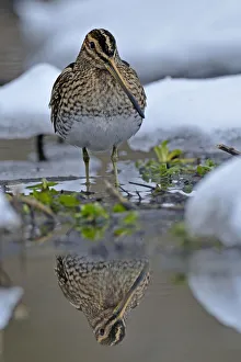 Common snipe (Gallinago gallinago) standing in shallow water in snow, Wales, UK, March