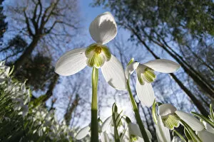 Common snowdrops (Galanthis nivalis) growing in the Rococo Gardens, Painswick