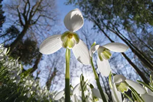 Galanthus Prints: Common snowdrops (Galanthis nivalis) growing in the Rococo Gardens, Painswick