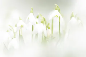 Common snowdrops (Galanthis nivalis) growing in the Rococo Gardens at Painswick