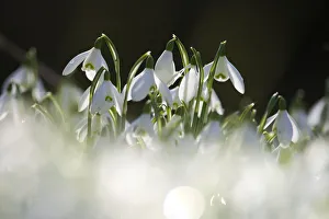 Galanthus Prints: Common snowdrops (Galanthus nivalis) growing at Welford Park, Berkshire, England, UK