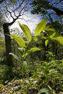 Asparagaceae Gallery: Common Solomons seal (Polygonatum multiflorum) in Cooks Wood, Somerset, UK