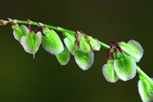 Indoors Prints: Common sorrel (rumex acetosa) in flower, Dorset, UK. June. Studio shot