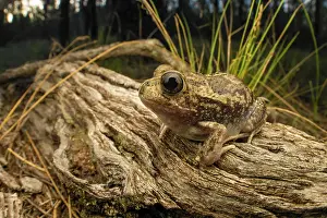 Mottled Patterns Prints: Common spadefoot frog (Neobatrachus sudellae) resting on log