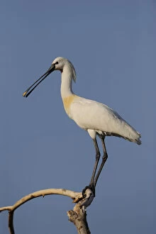 Images Dated 21st May 2009: Common spoonbill (Platalea leucorodia) perched on branch, Lake Kerkini, Macedonia