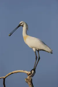 Platalea Leucorodia Prints: Common spoonbill (Platalea leucorodia) perched on branch, Lake Kerkini, Macedonia