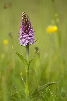 Images Dated 8th June 2011: Common spotted orchid (Dactylorhiza fuchsii), flower spike in meadow, UK, June