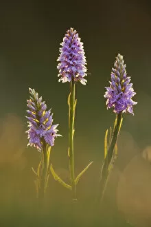 Common-spotted Orchid (Dactylorhiza fuchsii), Hardington Moor NNR, Somerset, UK, June