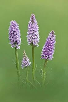 Images Dated 3rd June 2009: Common Spotted Orchid {Dactylorhiza fuchsii} flowers, Hardington Moor NNR, Somerset