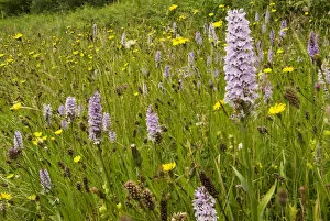 Flower Gallery: Common spotted orchid (Dactylorhiza fuchsii) on a roadside verge near Bristol, England