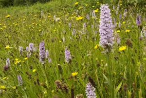 Common spotted orchid (Dactylorhiza fuchsii) on a roadside verge near Bristol, England