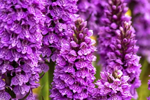 Key Flower Prints: Common spotted orchid and Southern marsh orchid hybrid (Dactyloriza x grandis) in flower