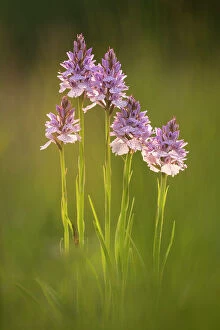 Flowers Gallery: Common spotted orchids (Dactylorhiza fuchsii), backlit, Volehouse nature reserve, Devon