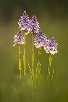 Common spotted orchids (Dactylorhiza fuchsii), backlit, Volehouse nature reserve