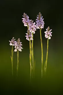 Orchid Gallery: Common spotted orchids (Dactylorhiza fuchsii) in flower, Dunsdon, Devon Wildlife Trust