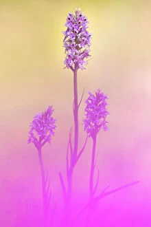 Common spotted orchids (Dactylorhiza fuchsii), Kingcombe Meadows, Dorset, UK, June