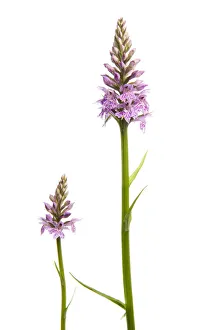 Orchids Prints: Two Common spotted orchids (Dactylorhiza fuchsii) in flower, Fliess, Naturpark Kaunergrat