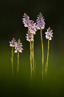 Key Flower Prints: Common spotted orchids (Dactylorhiza fuchsii) in flower, Dunsdon, Devon Wildlife Trust