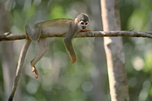 Images Dated 5th July 2005: Common squirrel monkey {Saimiri sciureus} Manaus, Brazil