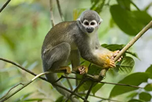 Mark Bowler Collection: Common Squirrel Monkey (Saimiri sciureus ssp. macrodon) in tree, Peru, captive