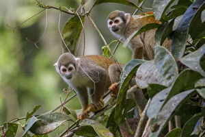 Images Dated 30th April 2014: Two Common squirrel monkeys (Saimiri sciureus) amongst vegetation, Yasuni National Park
