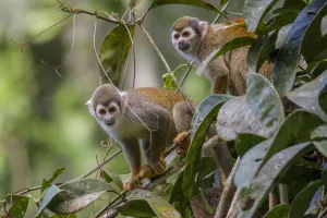 Cebidae Prints: Two Common squirrel monkeys (Saimiri sciureus) amongst vegetation, Yasuni National Park