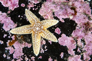 Common starfish (Asterias rubens) with pink encrusting algae, Farne Islands
