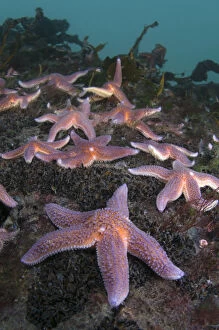 Common starfish (Asterias rubens) group, Saltstraumen, Bod, Norway, October 2008