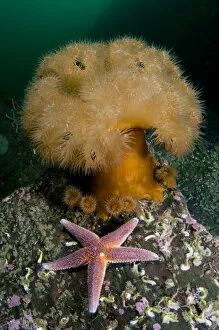 Common starfish (Asterias rubens) by a large Anemone, Saltstraumen, Bod, Norway