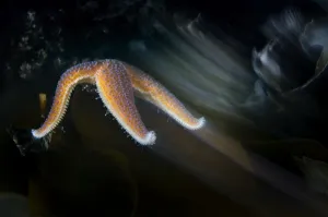 Images Dated 9th October 2008: Common starfish (Asterias rubens) moving, Saltstraumen, Bod, Norway, October 2008