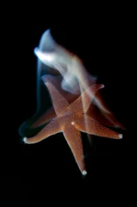 Images Dated 9th October 2008: Common starfish (Asterias rubens) swimming, Saltstraumen, Bod, Norway, October 2008