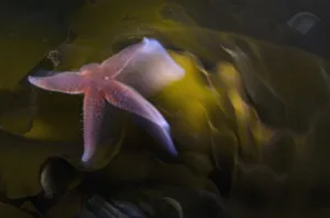 Images Dated 9th October 2008: Common starfish (Asterias rubens) swimming, Saltstraumen, Bod, Norway, October 2008